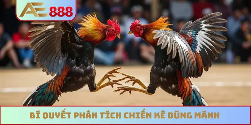 Bí quyết phân tích chiến kê dũng mãnh