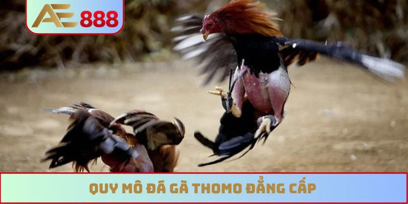 Quy mô đá gà Thomo đẳng cấp